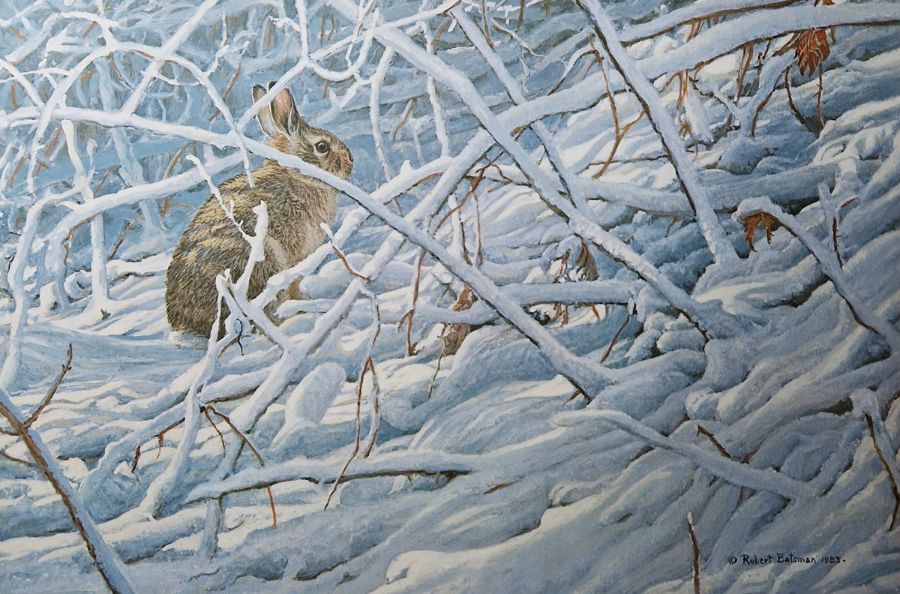 Robert Bateman A winter snowy scene with a rabbit hiding in the undergrowth Limited edition print,