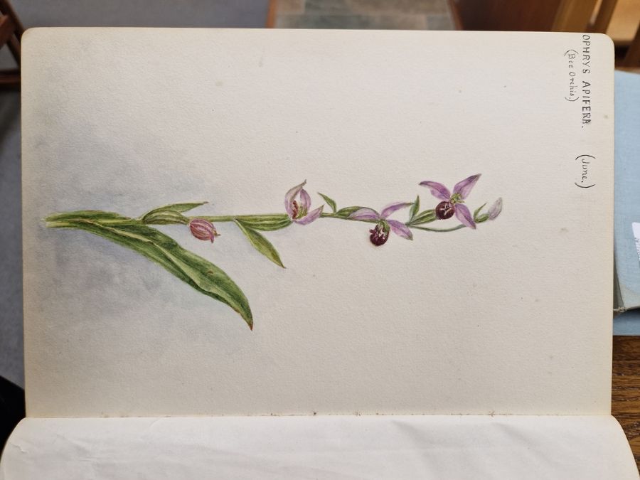 Watercolour album 'A Few Gloucestershire Flowers' from D. J. Burges for M. L. King, January 1914, - Image 6 of 19