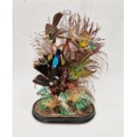 Taxidermic display of brightly coloured birds and foliage, under glass dome, on ebonised base, bun