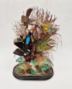 Taxidermic display of brightly coloured birds and foliage, under glass dome, on ebonised base, bun