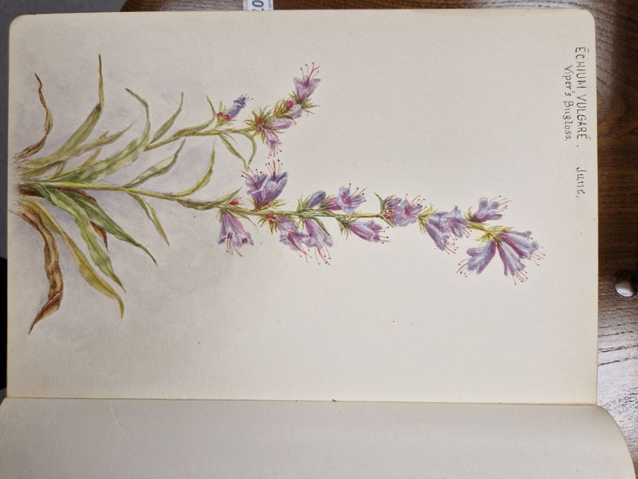 Watercolour album 'A Few Gloucestershire Flowers' from D. J. Burges for M. L. King, January 1914, - Image 18 of 19