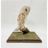 Rowland Ward Ltd, Piccadilly, London taxidermic barn owl under rectangular glazed display, with