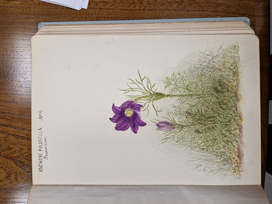 Watercolour album 'A Few Gloucestershire Flowers' from D. J. Burges for M. L. King, January 1914, - Image 5 of 19