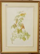 P.S. Morris Watercolour drawings Still life of Convolvulus, both signed lower left, 46 x 30cm framed