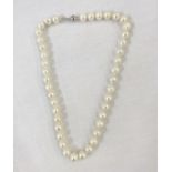 String of modern pearls on white metal clasp