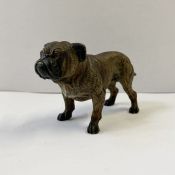 Austrian cold painted bronze model of a bulldog, 6cm high