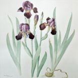 Jenny Barron  Pair of watercolours  Irises, signed and dated lower right by the artist '20th May