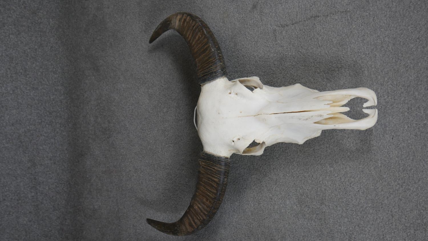 A bison skull and horns. H.70cm - Image 3 of 7