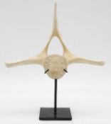 A whale vertebra on a metal display stand. H.25cm