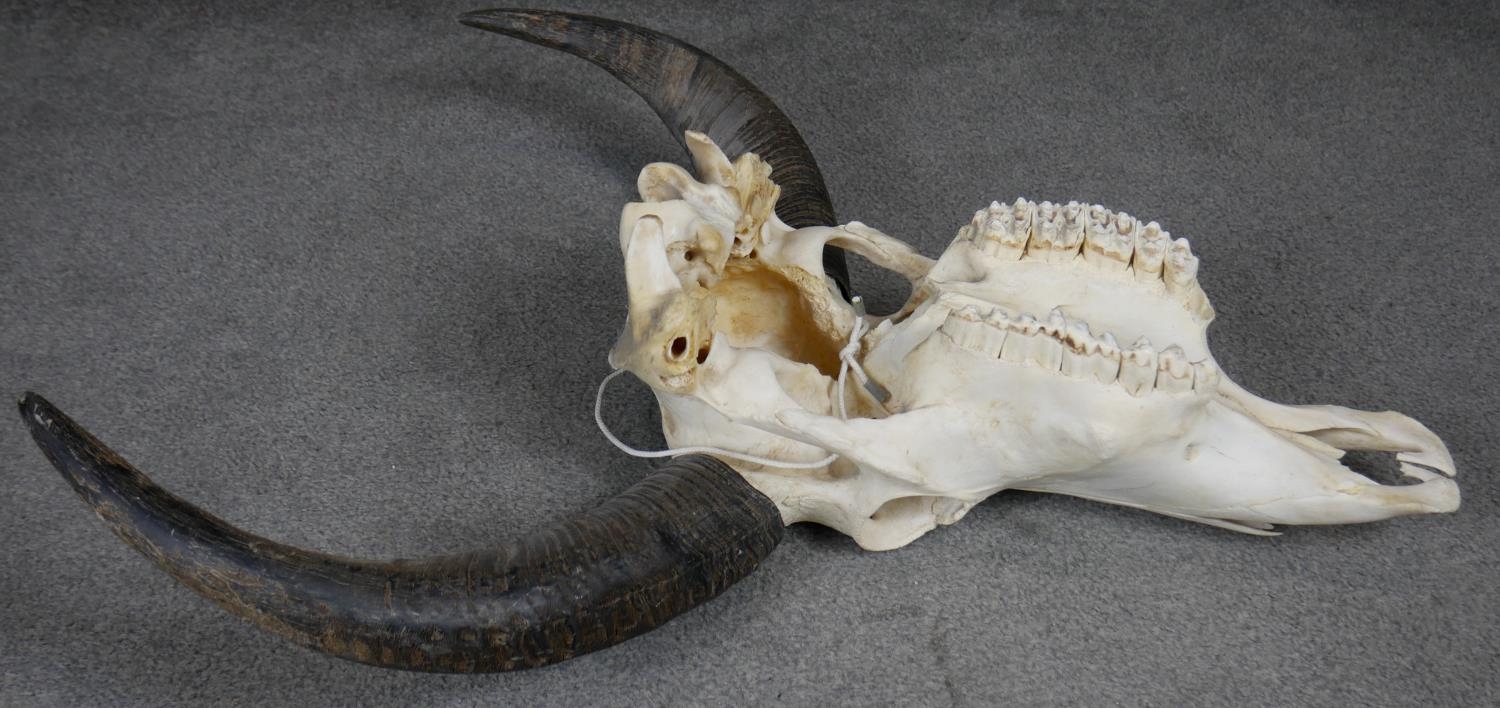 A bison skull and horns. H.70cm - Image 6 of 7