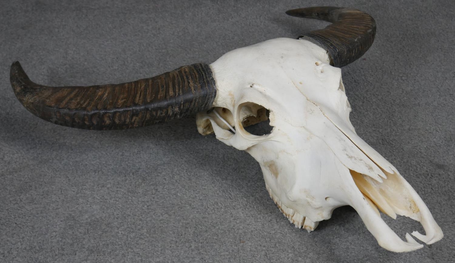 A bison skull and horns. H.70cm - Image 2 of 7