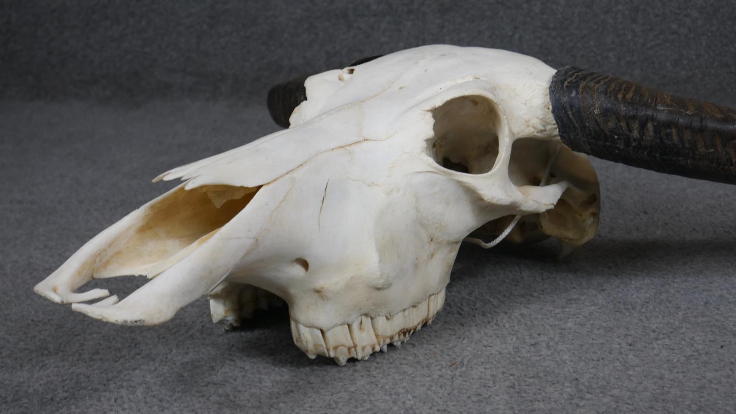 A bison skull and horns. H.70cm - Image 4 of 7