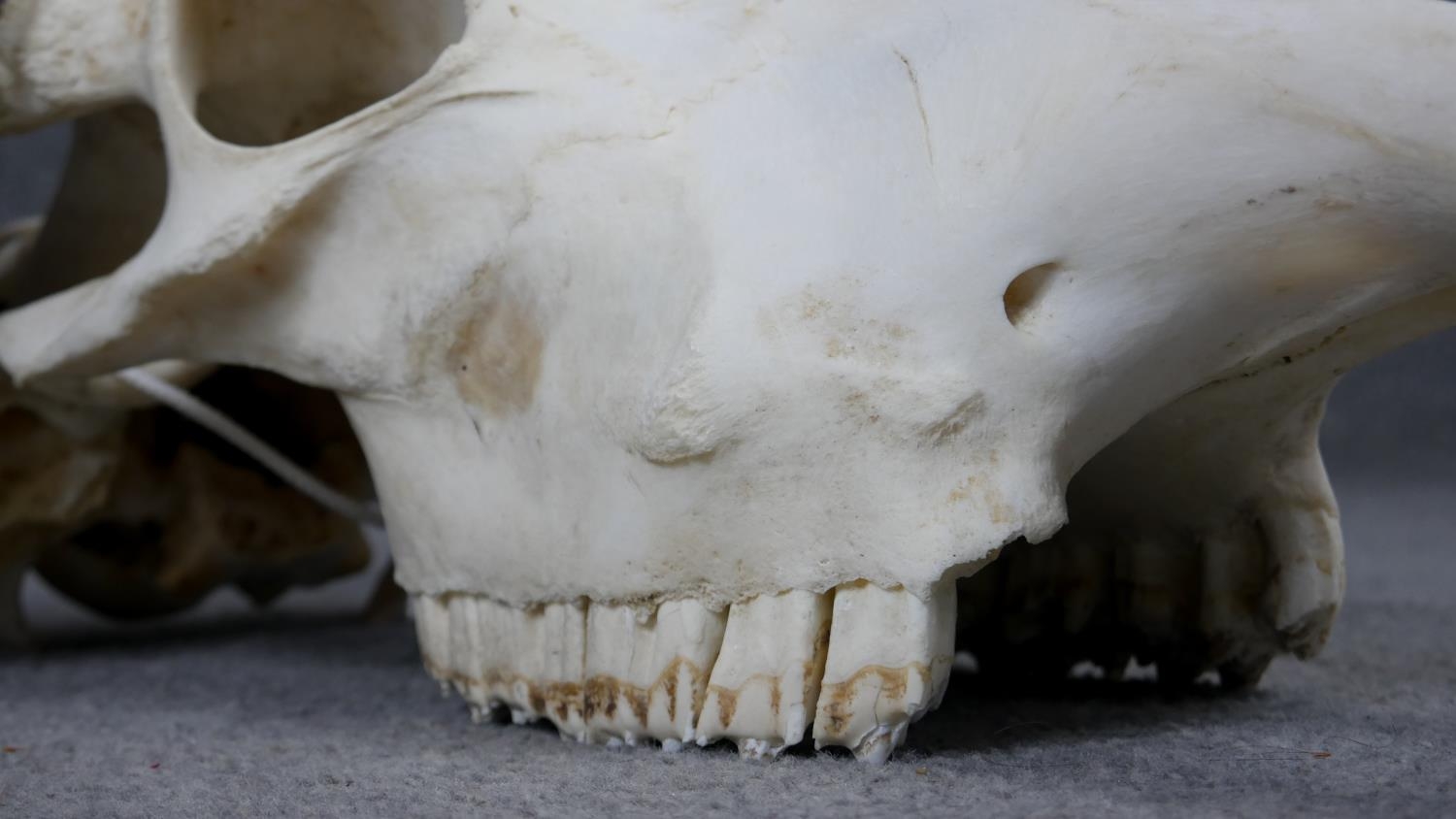 A bison skull and horns. H.70cm - Image 5 of 7