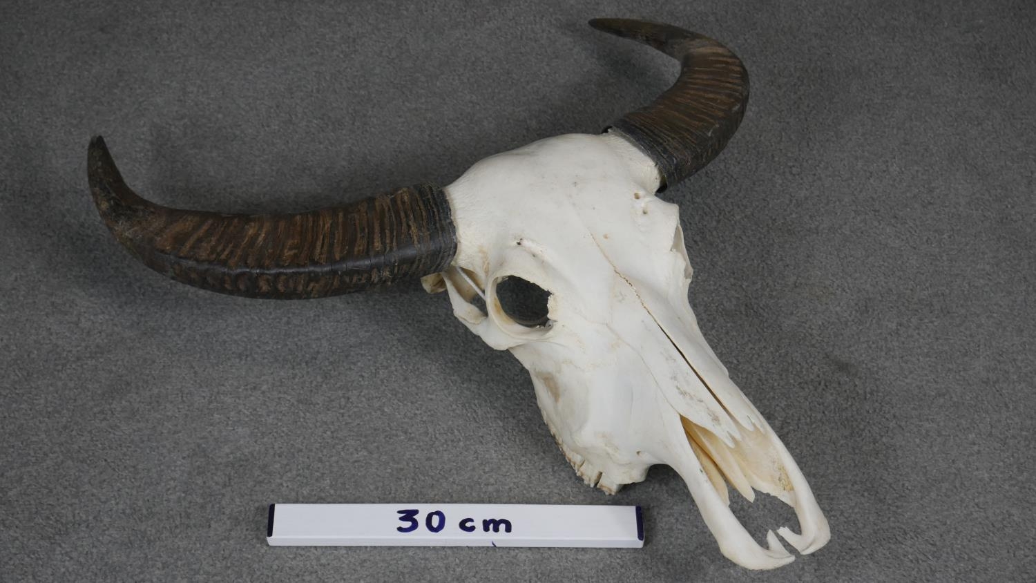 A bison skull and horns. H.70cm - Image 7 of 7