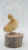 A taxidermy duckling on a wooden base with glass display dome. H.22cm
