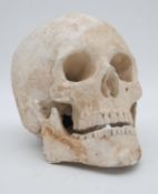 A plaster cast of a human skull. H.16cm