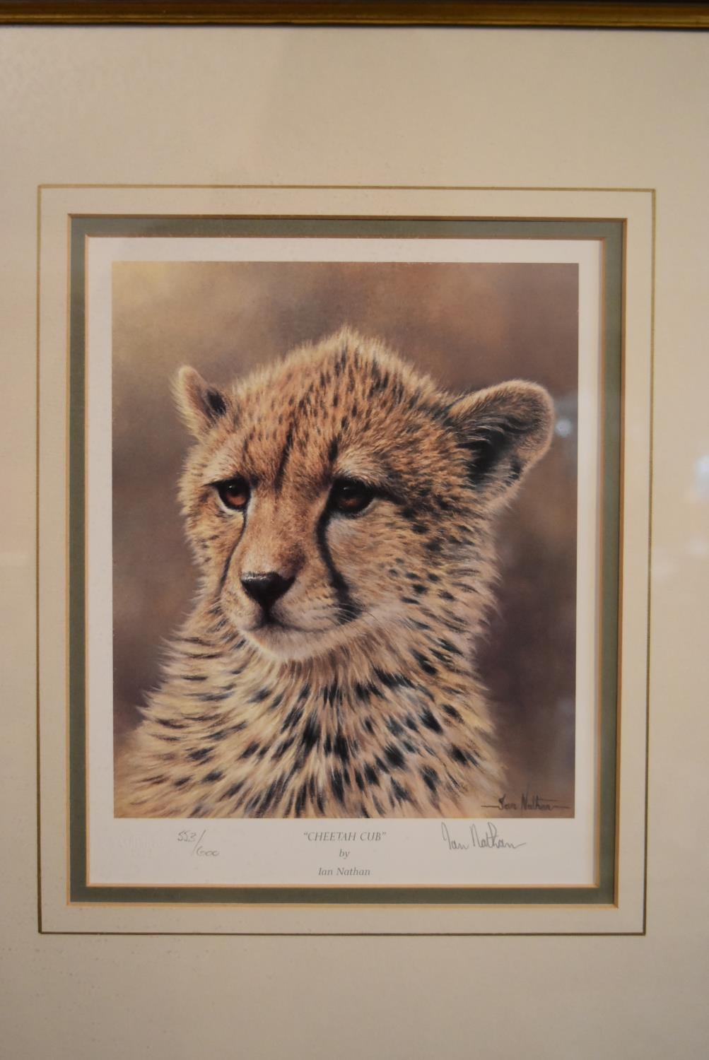 A set of four framed and glazed limited edition Ian Nathan prints, big cat portraits, signed and - Image 4 of 12