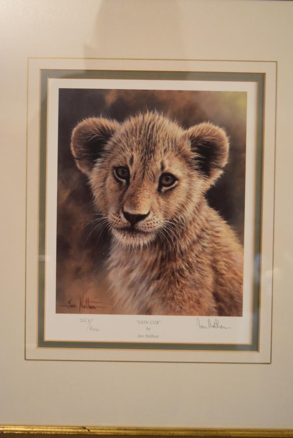 A set of four framed and glazed limited edition Ian Nathan prints, big cat portraits, signed and - Image 8 of 12