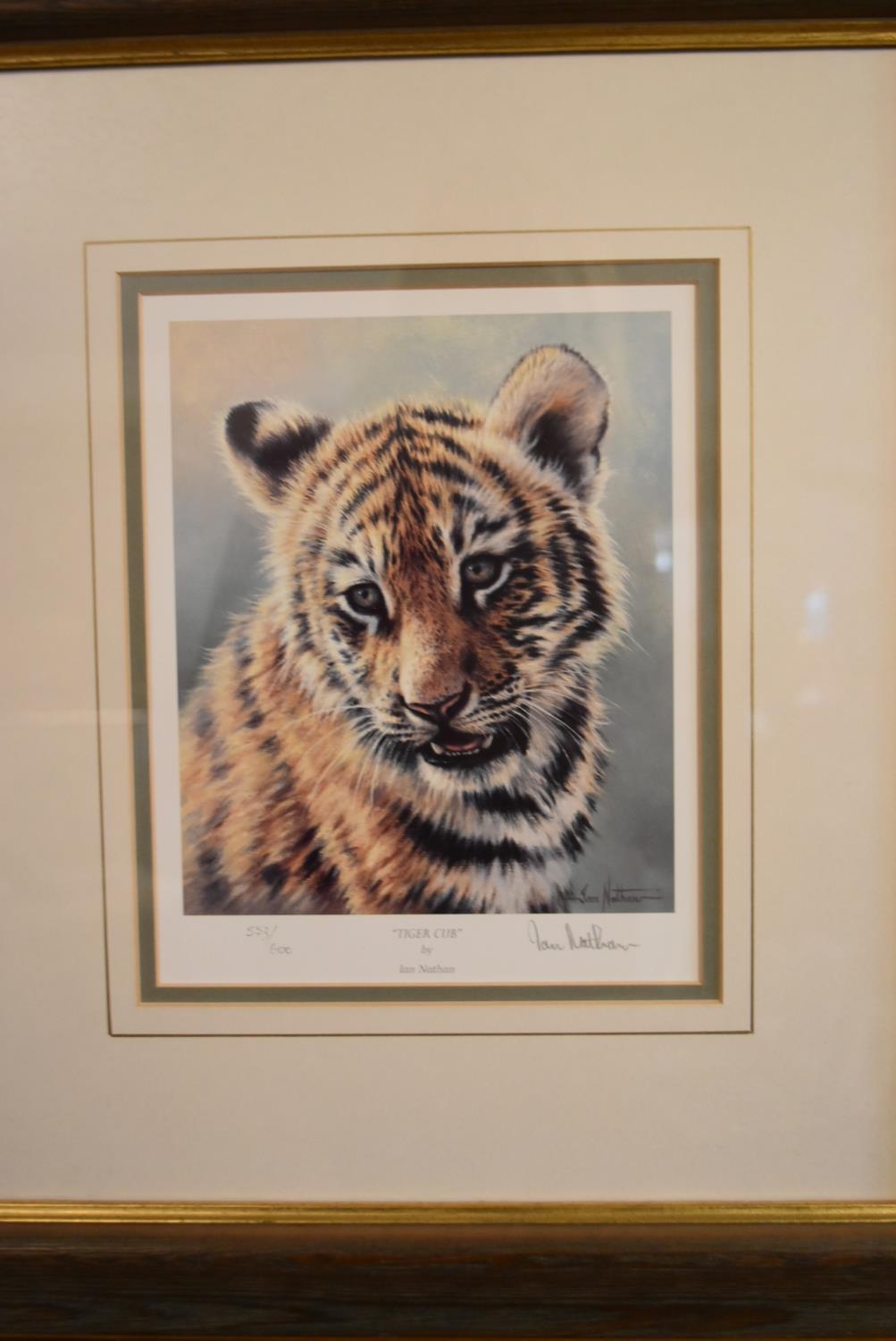 A set of four framed and glazed limited edition Ian Nathan prints, big cat portraits, signed and - Image 2 of 12