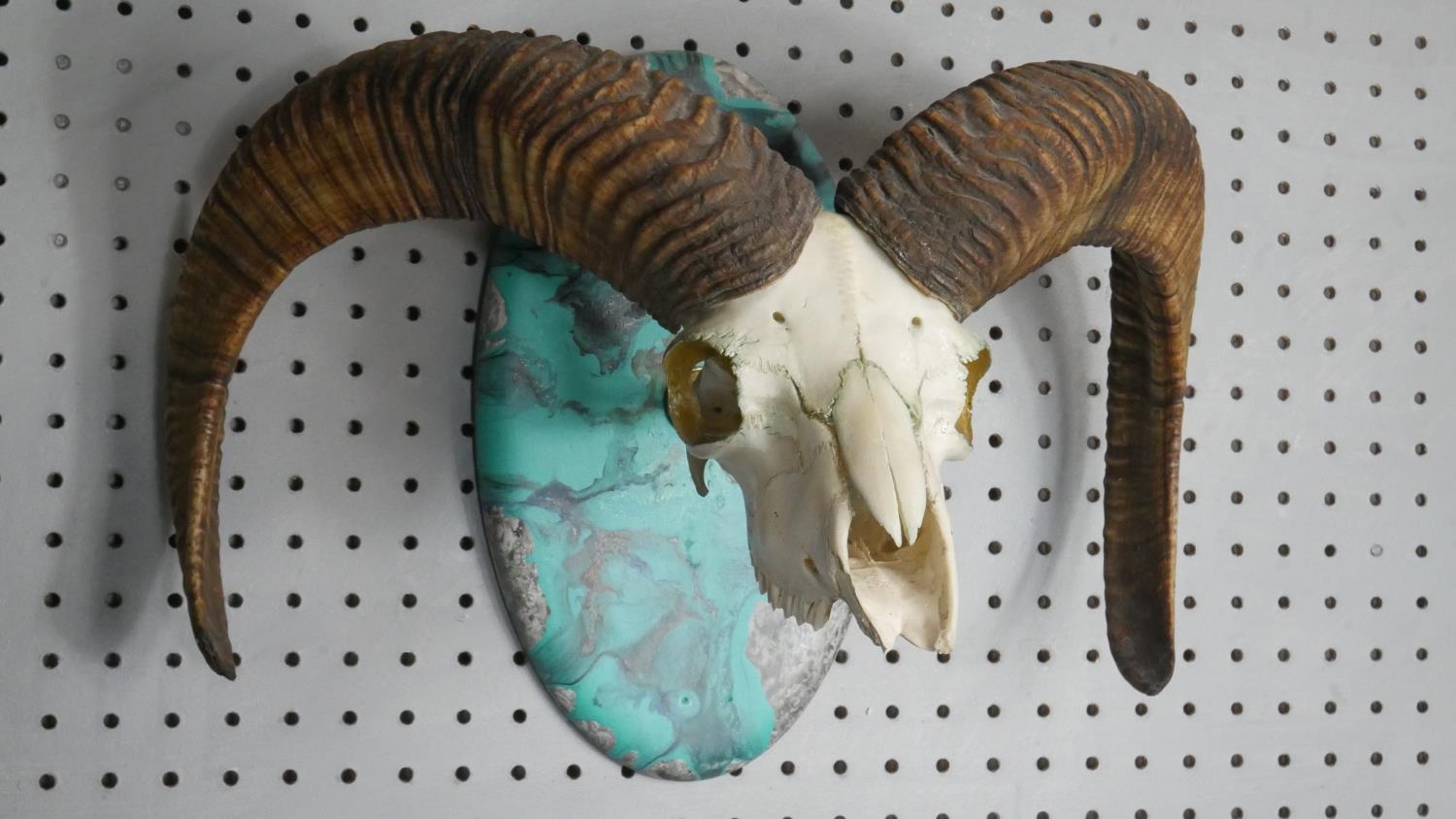 A mounted Rams skull and horns with gilded interior, mounted on a turquoise marble effect resin - Image 3 of 5