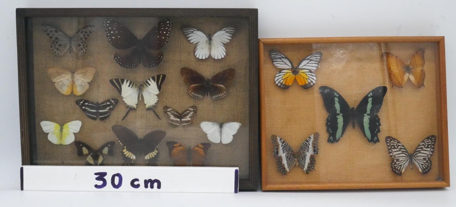 Two framed and glazed sets of mounted tropical butterflies. H.21 W.33cm - Image 4 of 4