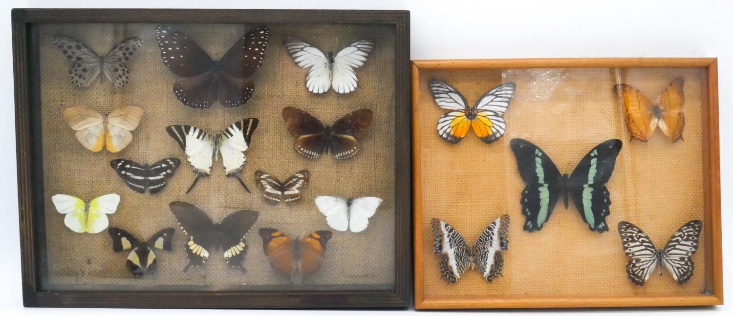 Two framed and glazed sets of mounted tropical butterflies. H.21 W.33cm