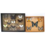 Two framed and glazed sets of mounted tropical butterflies. H.21 W.33cm