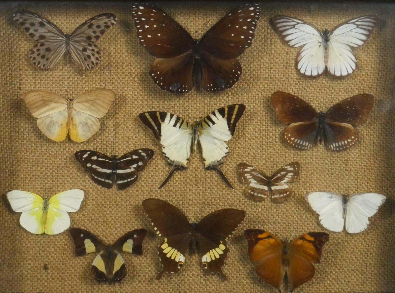 Two framed and glazed sets of mounted tropical butterflies. H.21 W.33cm - Image 2 of 4