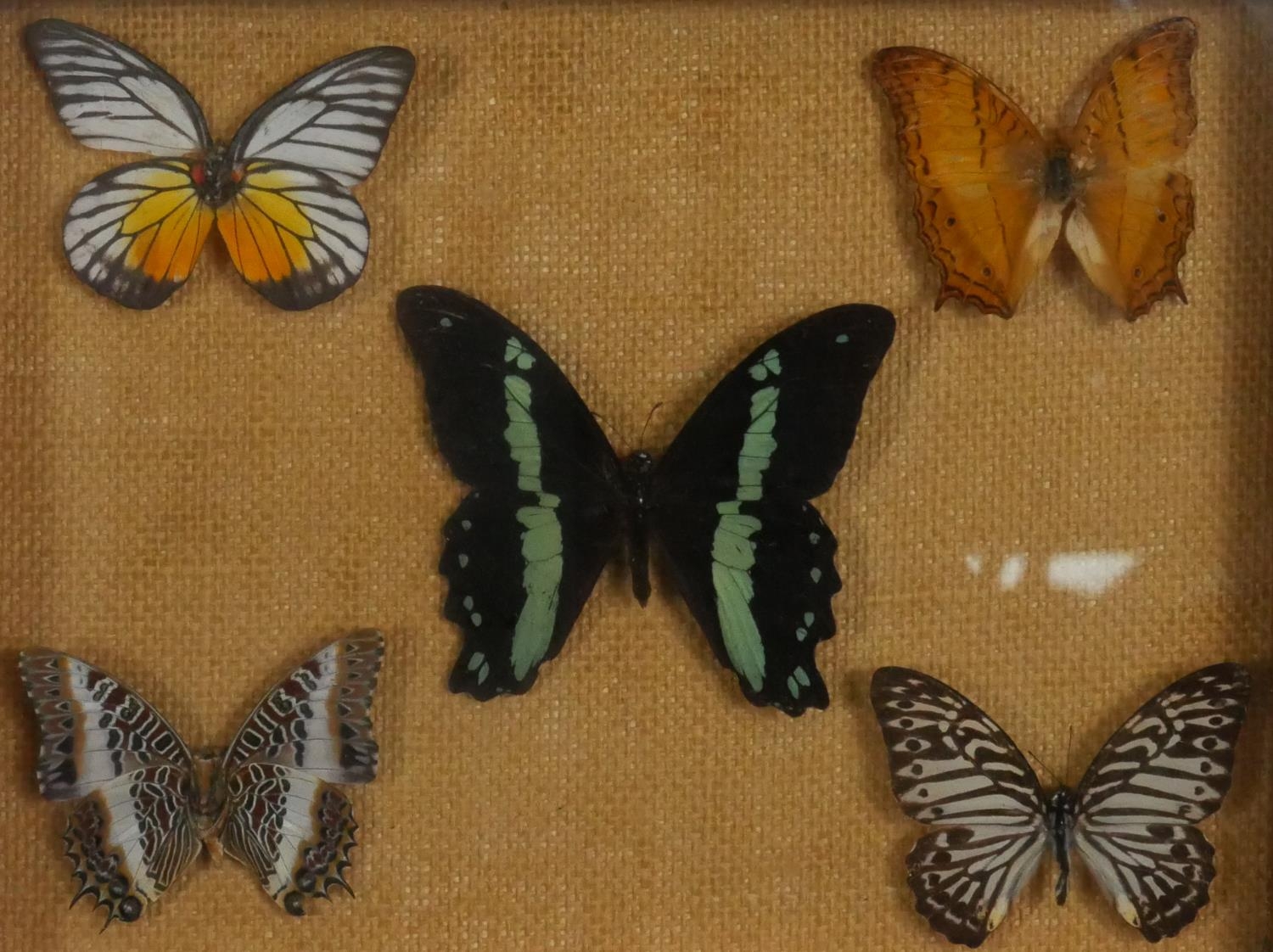 Two framed and glazed sets of mounted tropical butterflies. H.21 W.33cm - Image 3 of 4