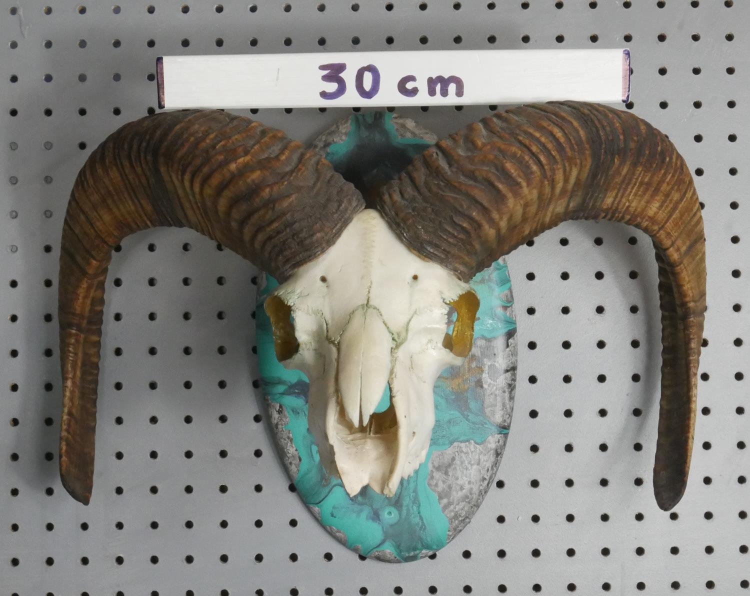 A mounted Rams skull and horns with gilded interior, mounted on a turquoise marble effect resin - Image 5 of 5