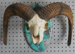 A mounted Rams skull and horns with gilded interior, mounted on a turquoise marble effect resin