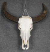 A bison skull and horns. H.70cm