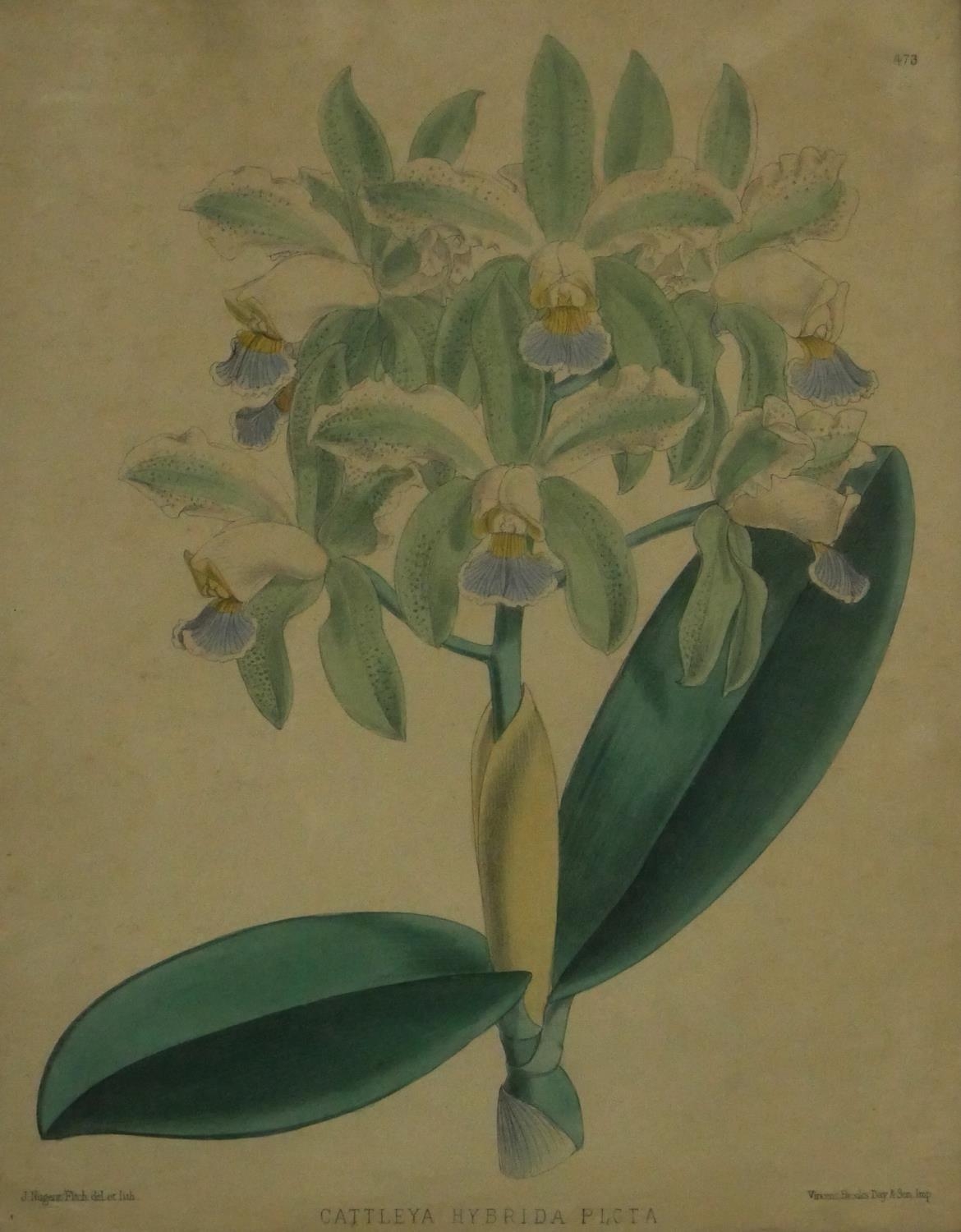 Four framed and glazed botanical prints. Two with species of orchids and two varieties of apples and - Image 3 of 6