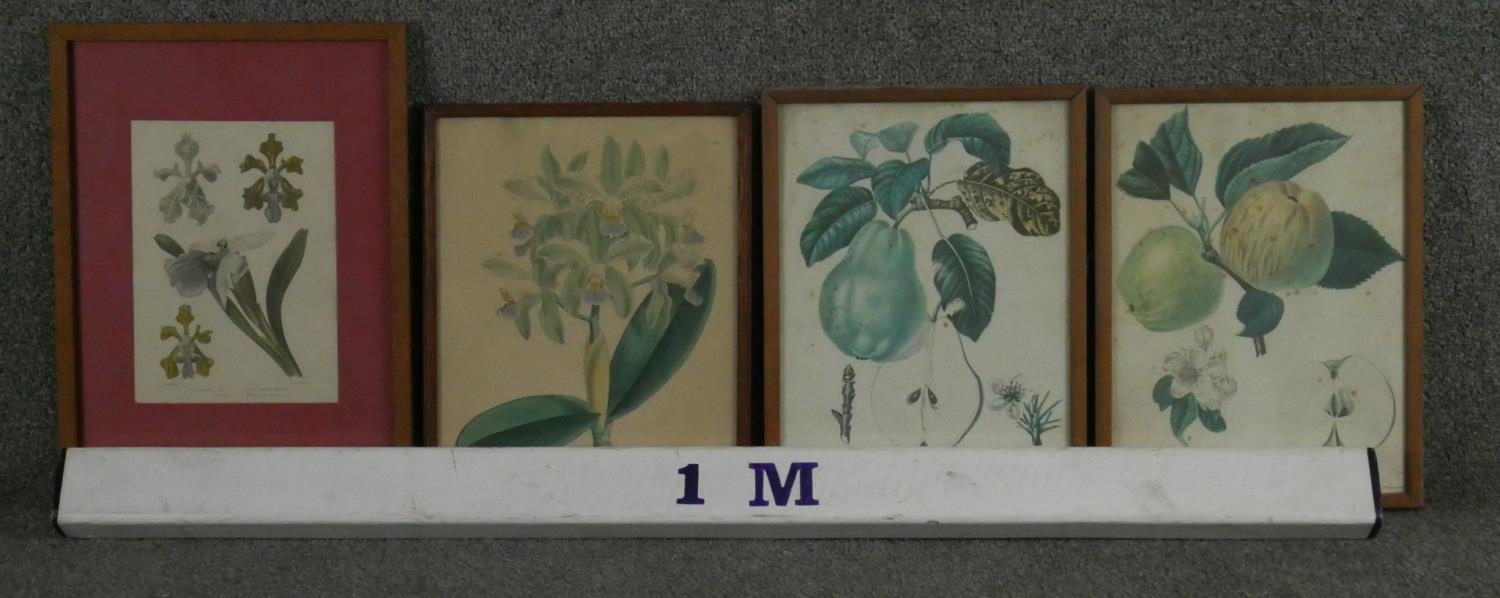 Four framed and glazed botanical prints. Two with species of orchids and two varieties of apples and - Image 6 of 6