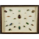 A Victorian mahogany case of mounted various species of beetles. Including Weevils, Click beetles,