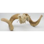 A ram's skull and horns. H.20cm