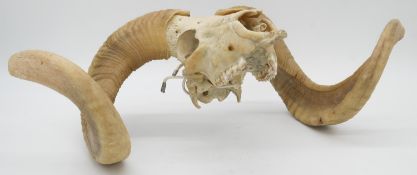 A ram's skull and horns. H.20cm