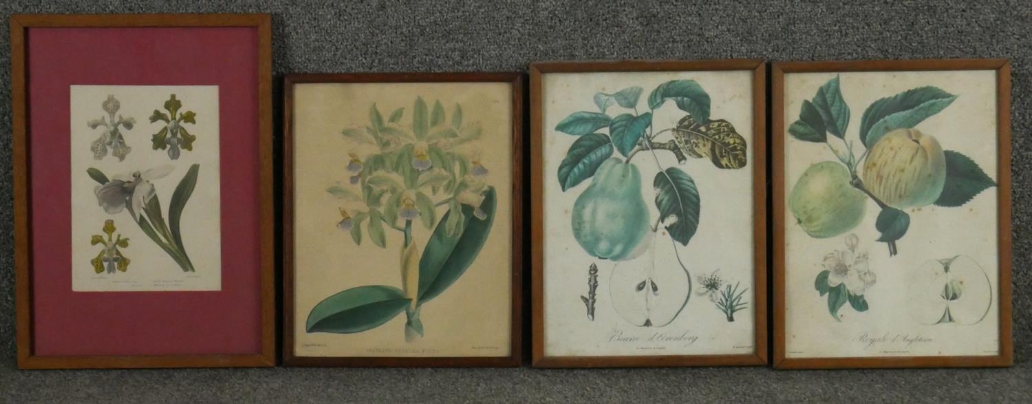 Four framed and glazed botanical prints. Two with species of orchids and two varieties of apples and