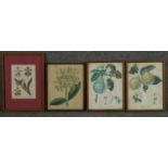 Four framed and glazed botanical prints. Two with species of orchids and two varieties of apples and