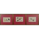 Three framed and glazed 19th century Chinese watercolours on rice paper. Each of various insects,