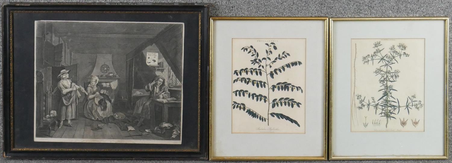 Three framed and glazed antique engravings. Two hand coloured botanical engravings from the
