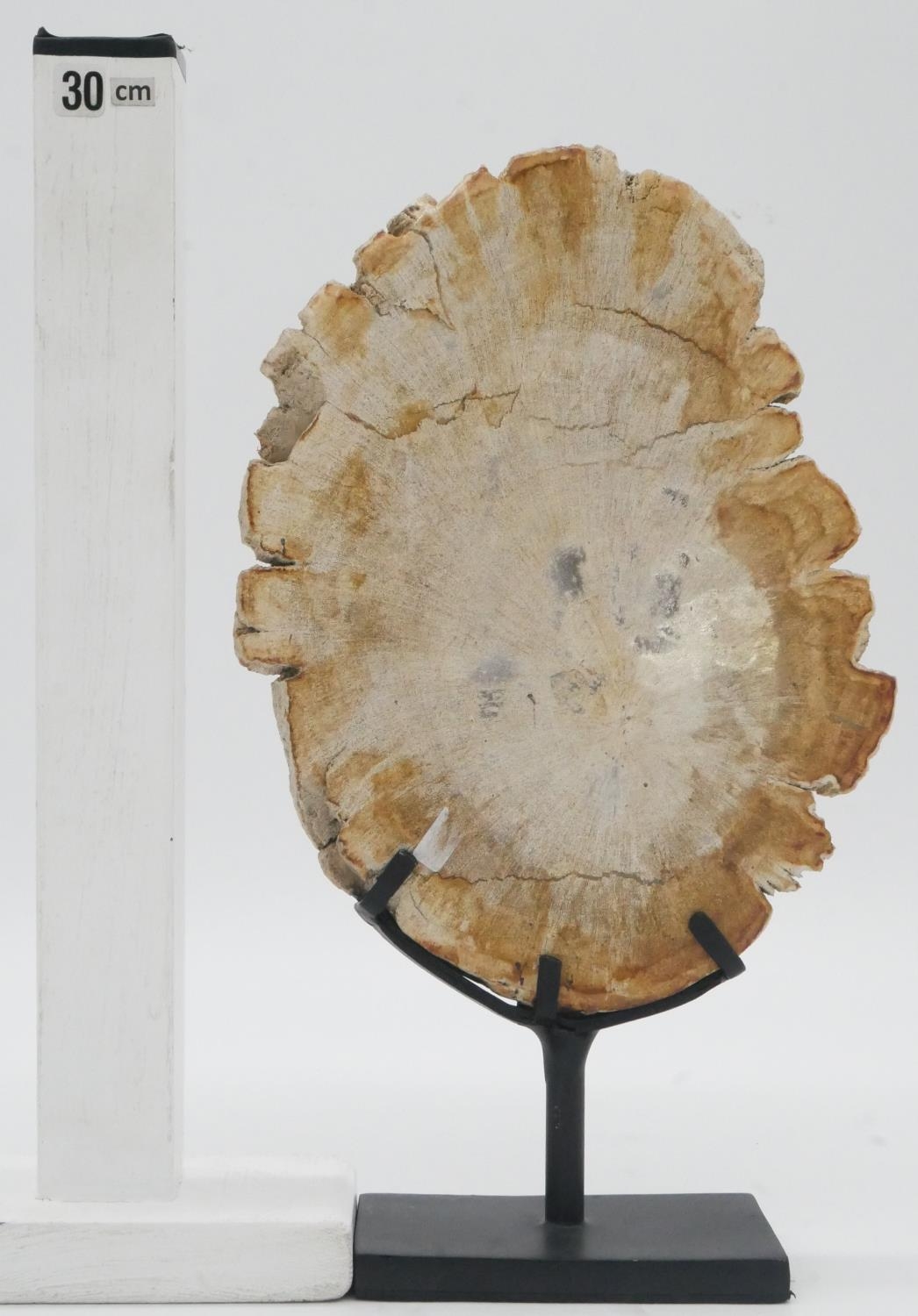 A slice of petrified tree on a metal display stand. H.28cm - Image 3 of 4