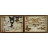 Two Victorian mahogany and glass display cases of various species of worldwide moths and butterflies