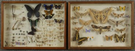 Two Victorian mahogany and glass display cases of various species of worldwide moths and butterflies