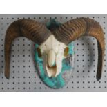 A mounted Rams skull and horns with gilded interior, mounted on a turquoise marble effect resin