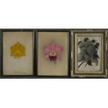 Two 19th century framed and glazed watercolours of orchids, monogrammed N.R and annotated along with