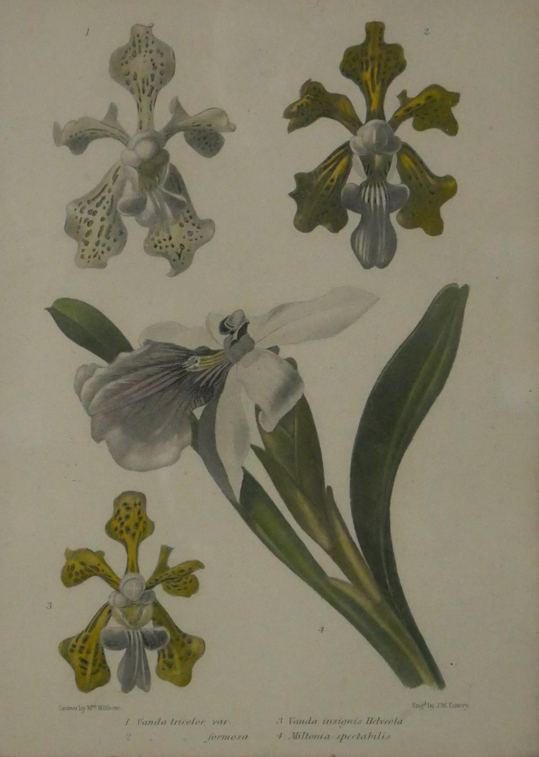 Four framed and glazed botanical prints. Two with species of orchids and two varieties of apples and - Image 2 of 6