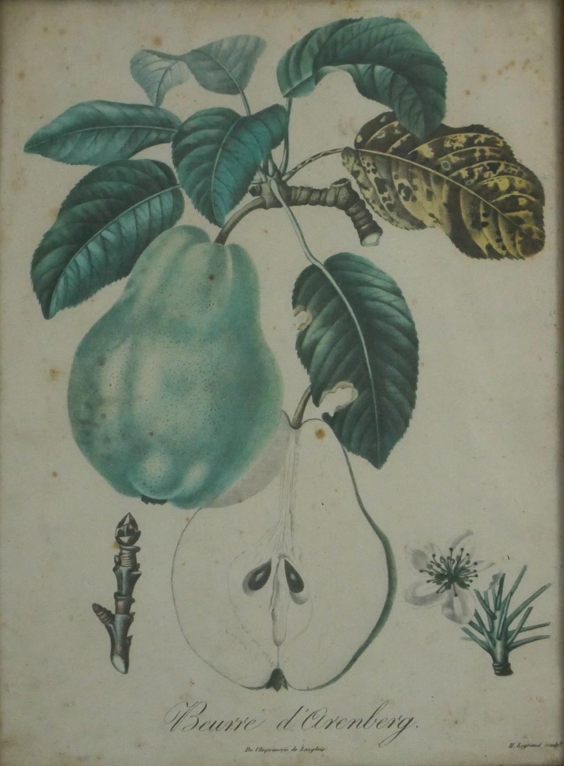 Four framed and glazed botanical prints. Two with species of orchids and two varieties of apples and - Image 4 of 6