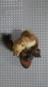 A taxidermy study of a snarling ferret crouched on a wall mounted root branch. L.42cm (From stand to