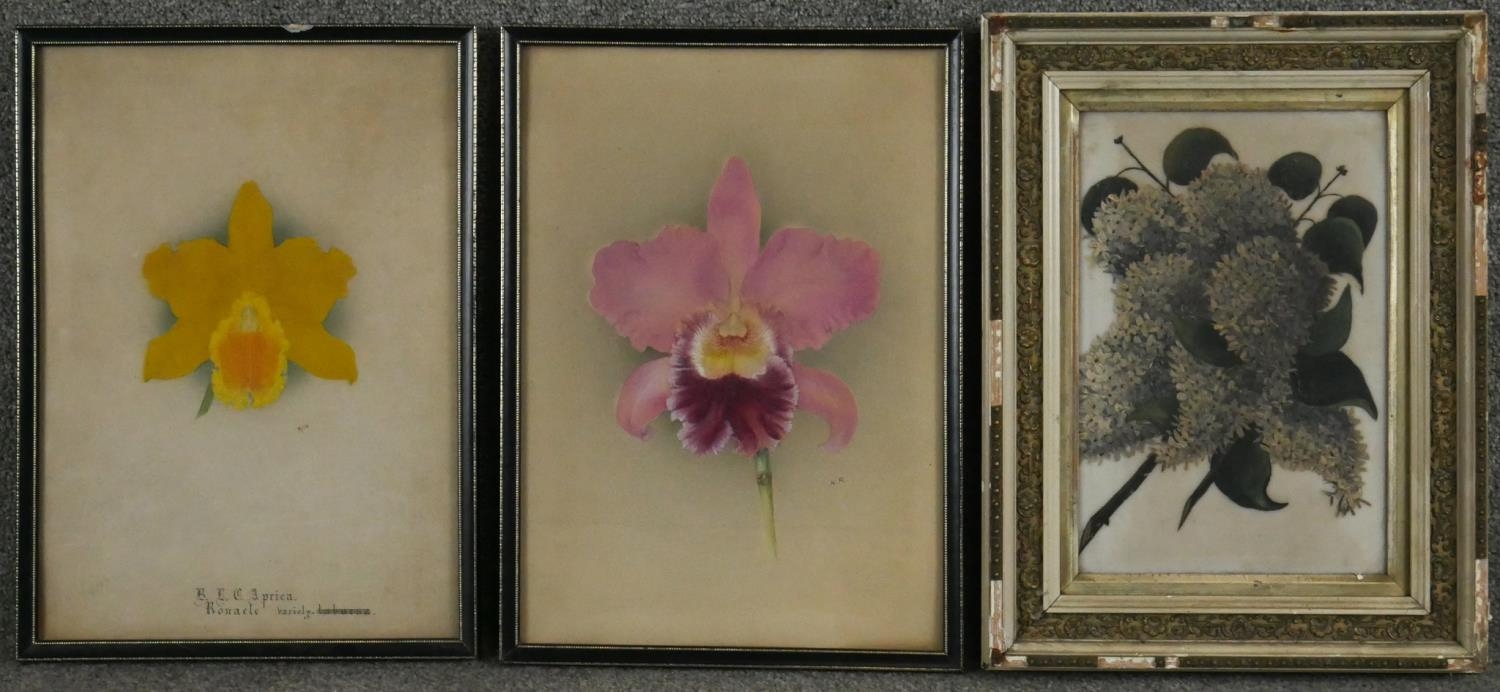 Two 19th century framed and glazed watercolours of orchids, monogrammed N.R and annotated along with